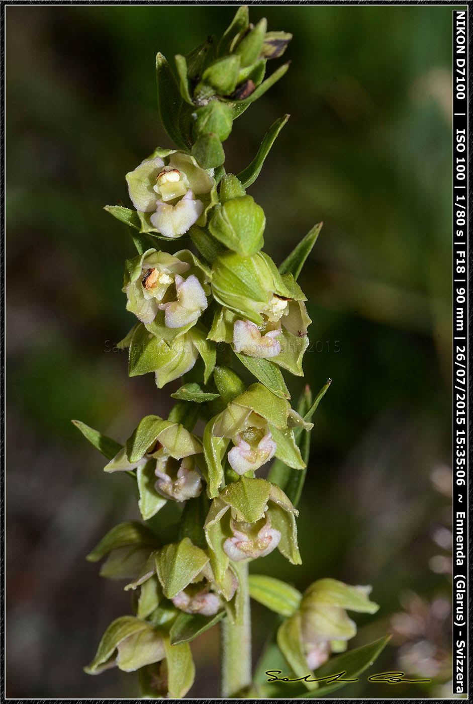 Epipactis helleborine Svizzera 3